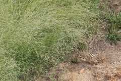 Leptochloa