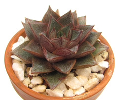 Echeveria purpusorum