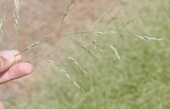 Leptochloa