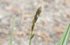 Carex phaeocephala