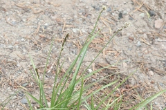 Carex phaeocephala