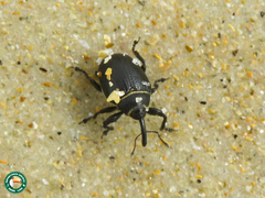 Rhyssomatus marginatus