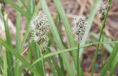 Carex phaeocephala