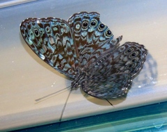 Hamadryas atlantis lelaps