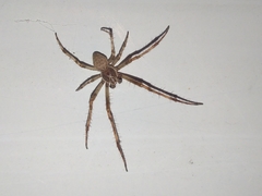 Larinioides ixobolus