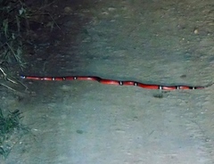 Lampropeltis polyzona