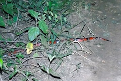 Lampropeltis polyzona