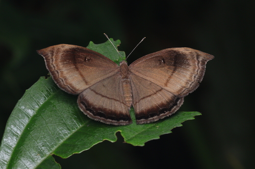 Mesosemia acuta