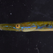 Straightnose Pipefish - Photo (c) Julien Renoult, some rights reserved (CC BY), uploaded by Julien Renoult