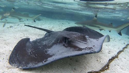 Pink Whipray, photo 8 of 10