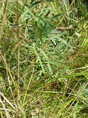 Lespedeza angustifolia