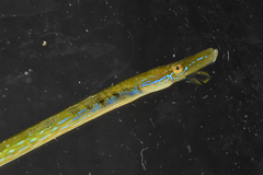Straight-Nosed Pipefish photo 2