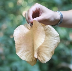 Cavanillesia platanifolia