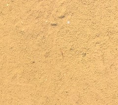 Triops longicaudatus