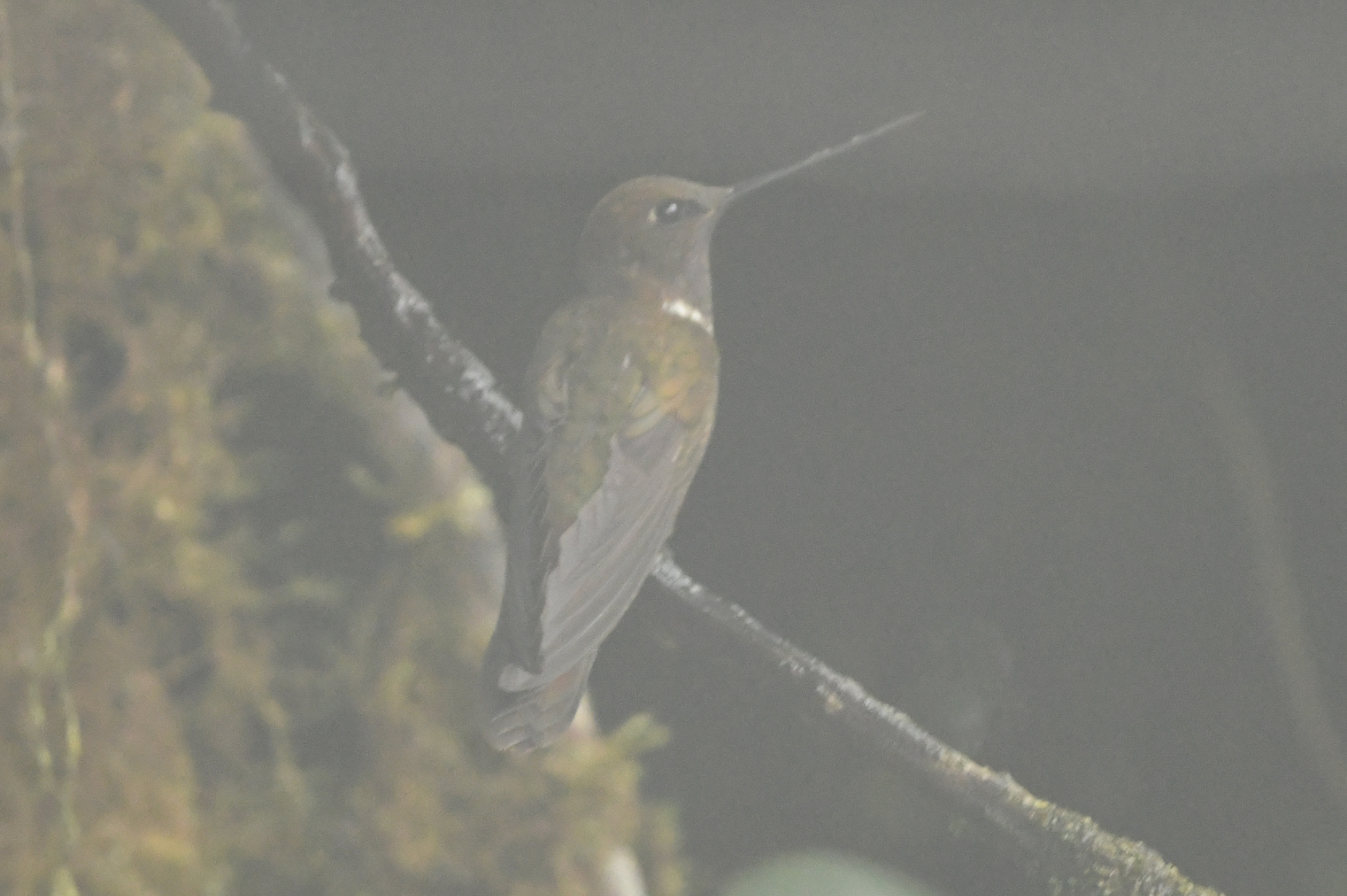 Brown Inca (Coeligena wilsoni), photo 10