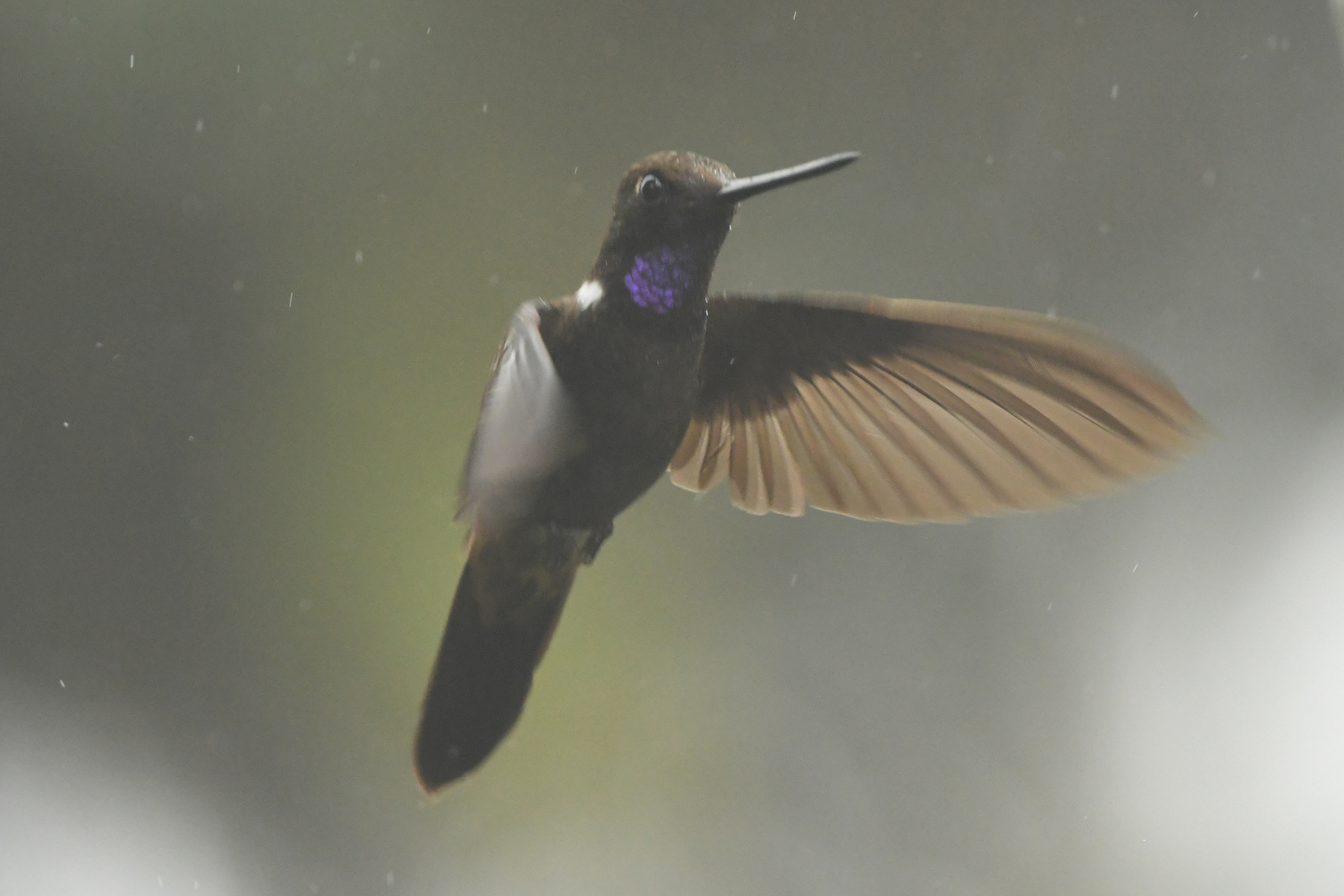 Brown Inca (Coeligena wilsoni), photo 9