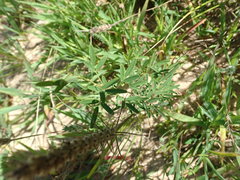 Lespedeza angustifolia
