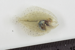 Scophthalmus rhombus