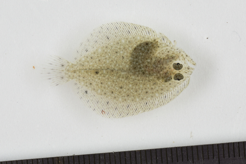 Brill balığı