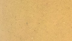 Triops longicaudatus