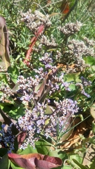 Limonium californicum