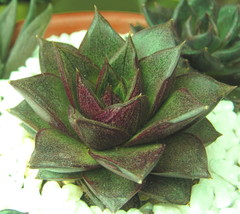 Echeveria purpusorum