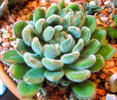 Echeveria setosa