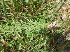Lespedeza angustifolia