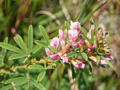 Lespedeza angustifolia