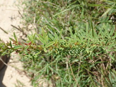 Lespedeza angustifolia