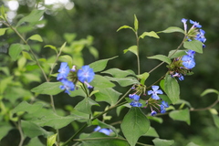 Ceratostigma