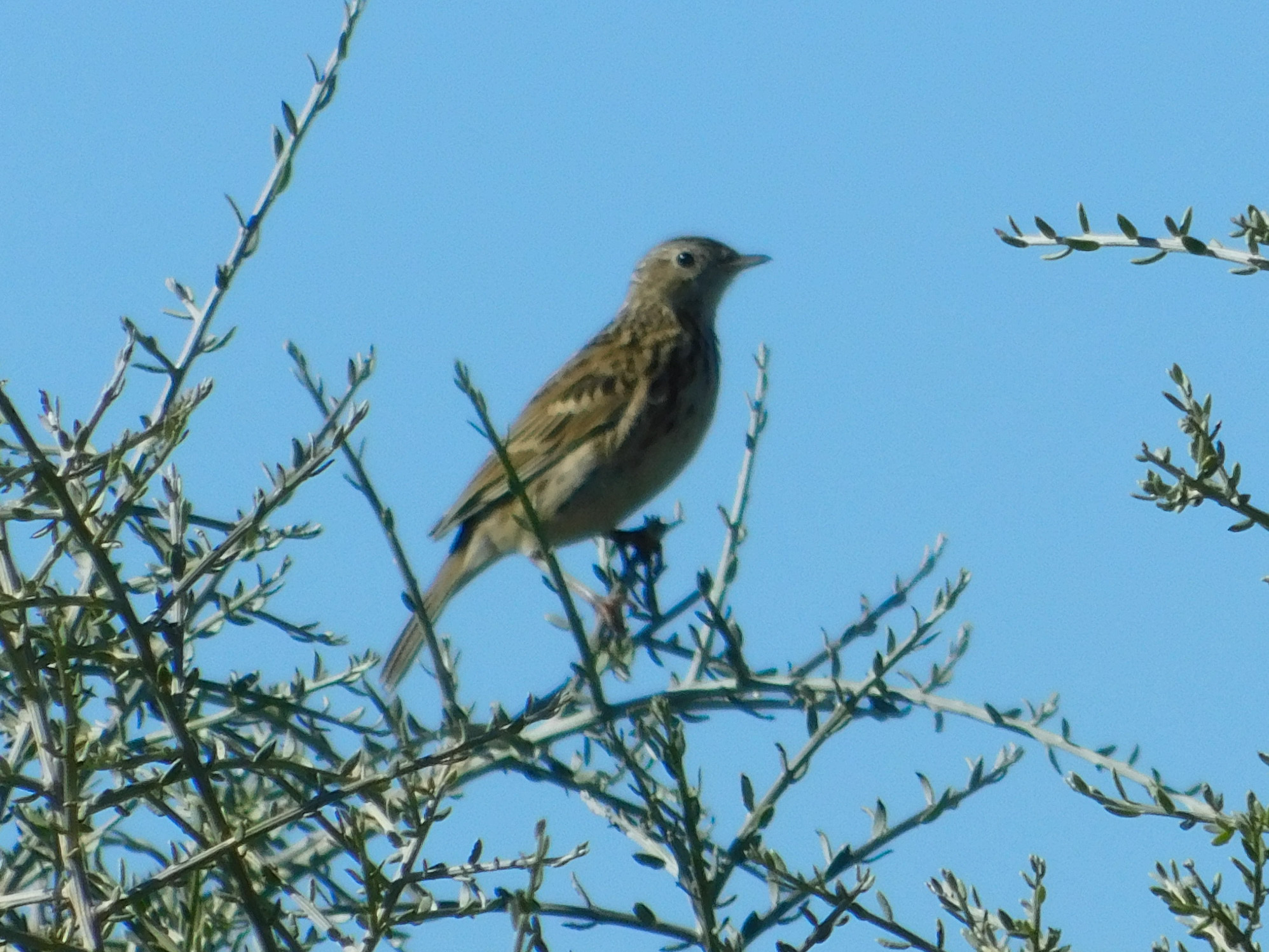 Correndera Pipit (Anthus correndera), photo 10