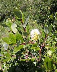 Salix planifolia