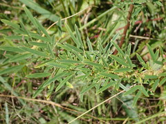 Lespedeza angustifolia