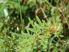 Lespedeza angustifolia