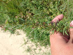 Lespedeza angustifolia