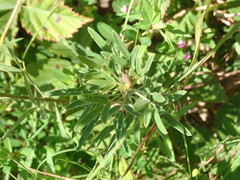 Lespedeza angustifolia