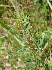 Lespedeza angustifolia