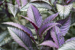 Strobilanthes auriculata dyeriana