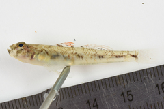 Pomatoschistus pictus