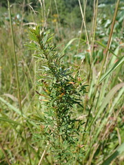 Lespedeza angustifolia
