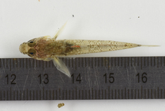 Pomatoschistus pictus