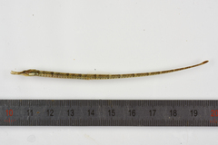 Syngnathus acus