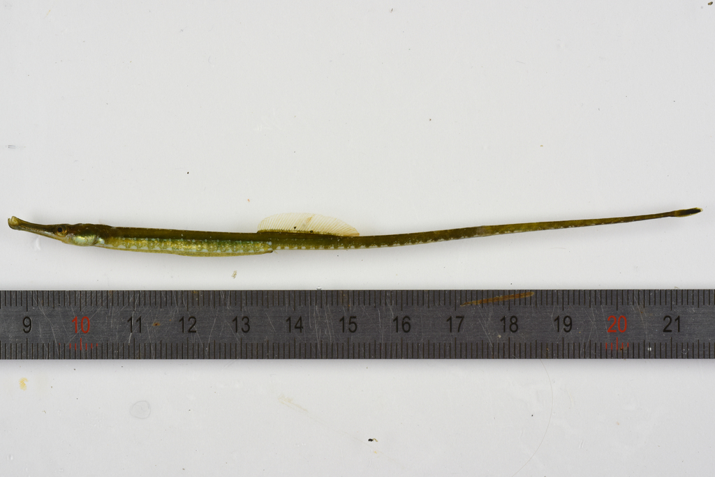 Nilsson's Pipefish