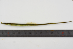 Syngnathus rostellatus