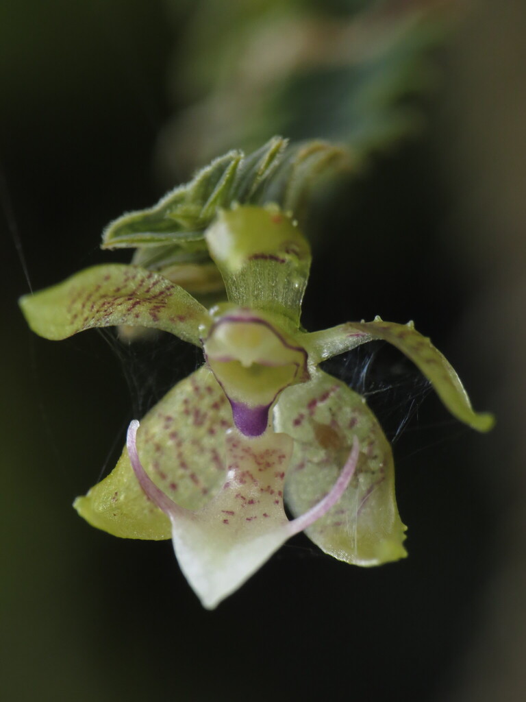 Dichaea hystricina