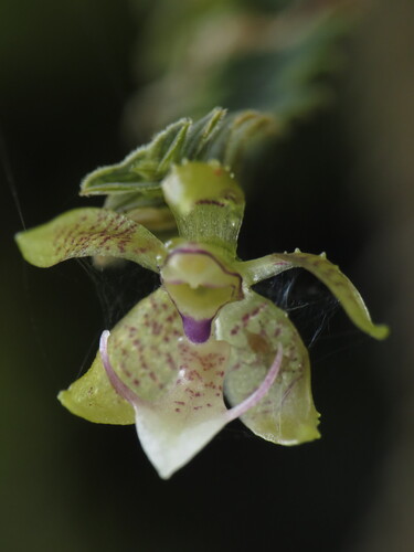 Dichaea hystricina