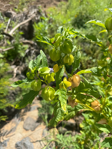 Nicandra physalodes observed 2025-04-20