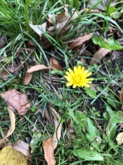 Scorzoneroides autumnalis