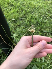 Plantago lanceolata